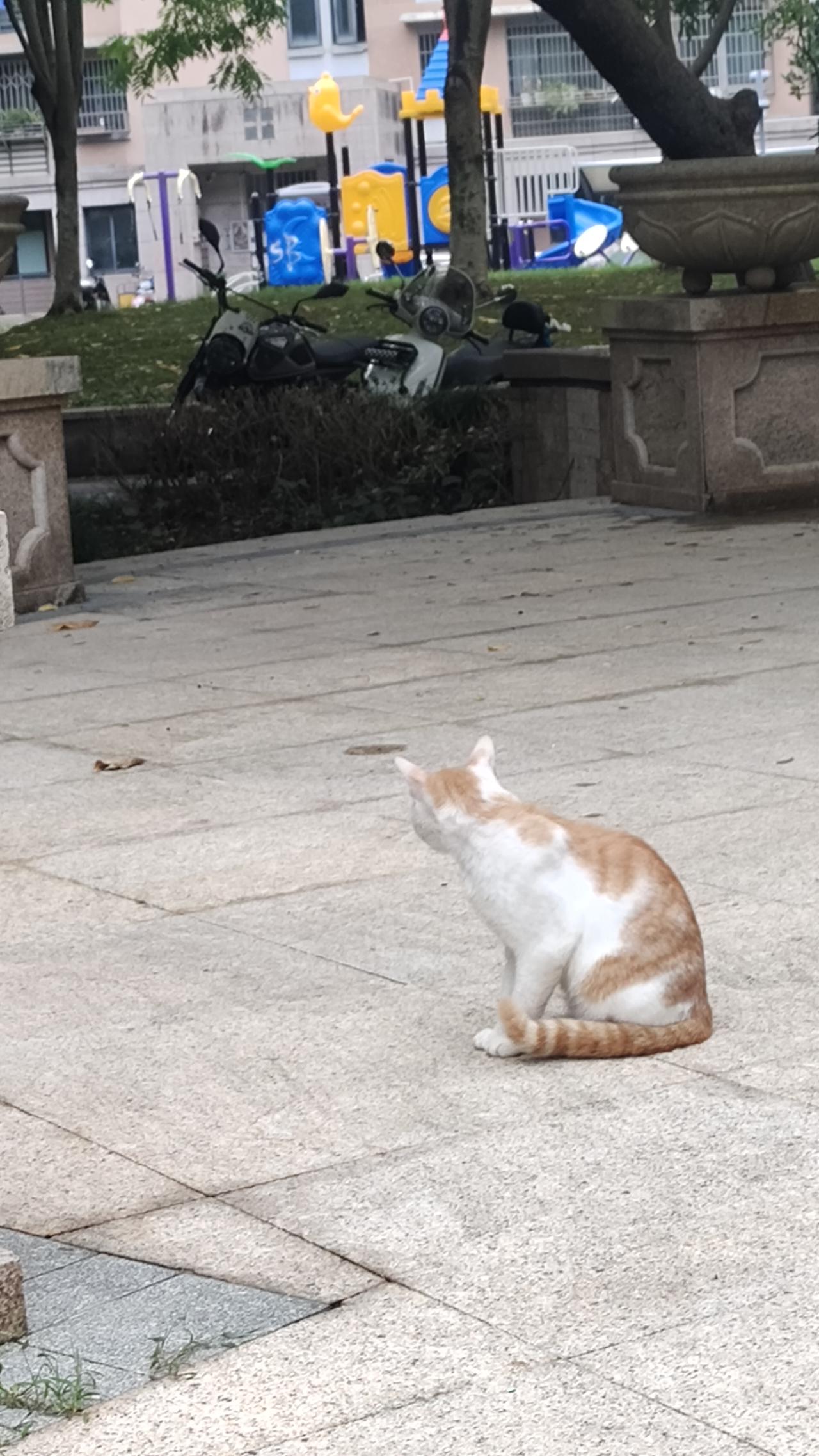 晒图笔记大赛“捕捉”到一只可爱的猫咪，橘背白腹，是串串吗？我不懂！秋日生活打卡季