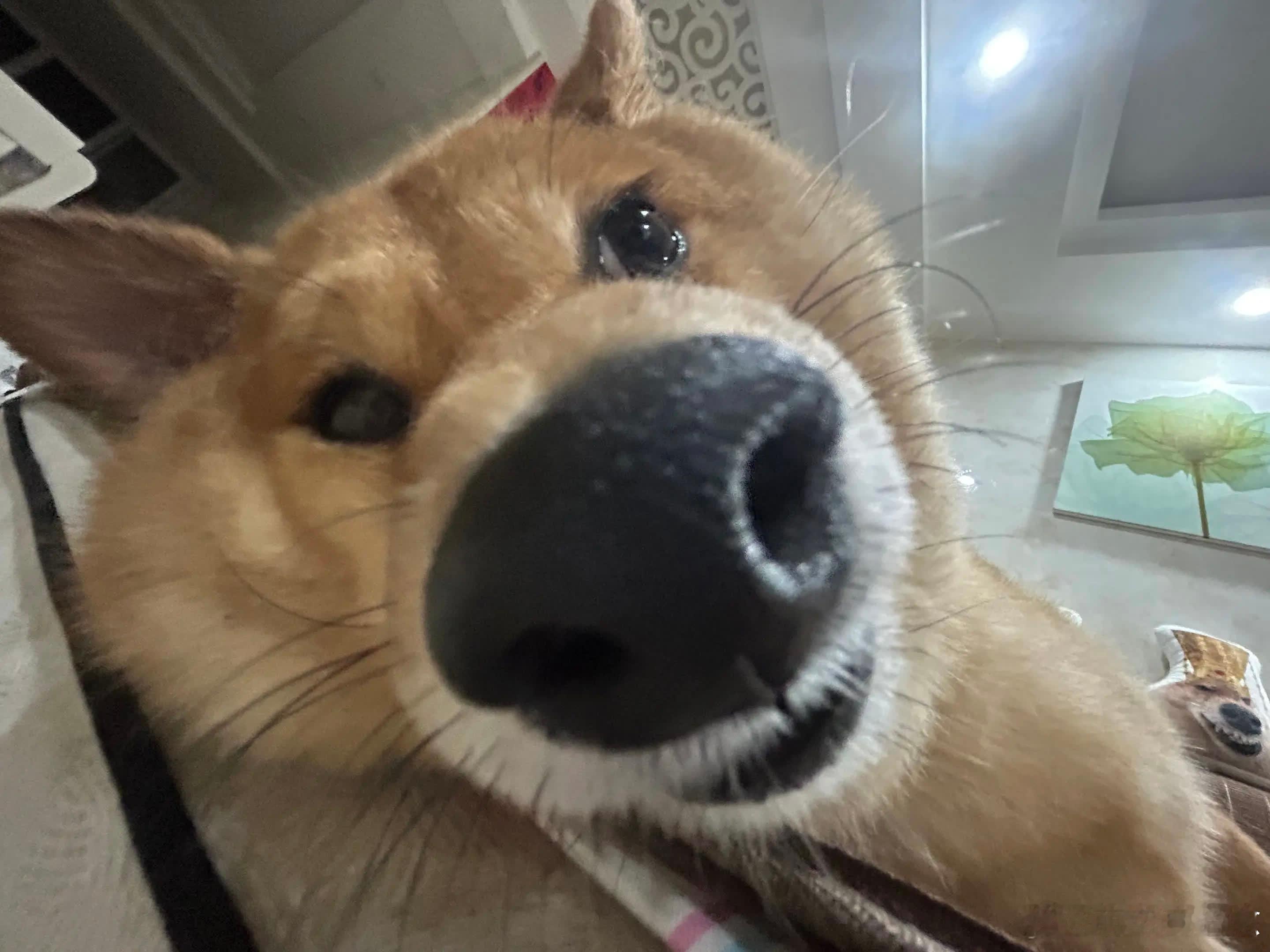 每天被自己帅醒。萌宠宠物