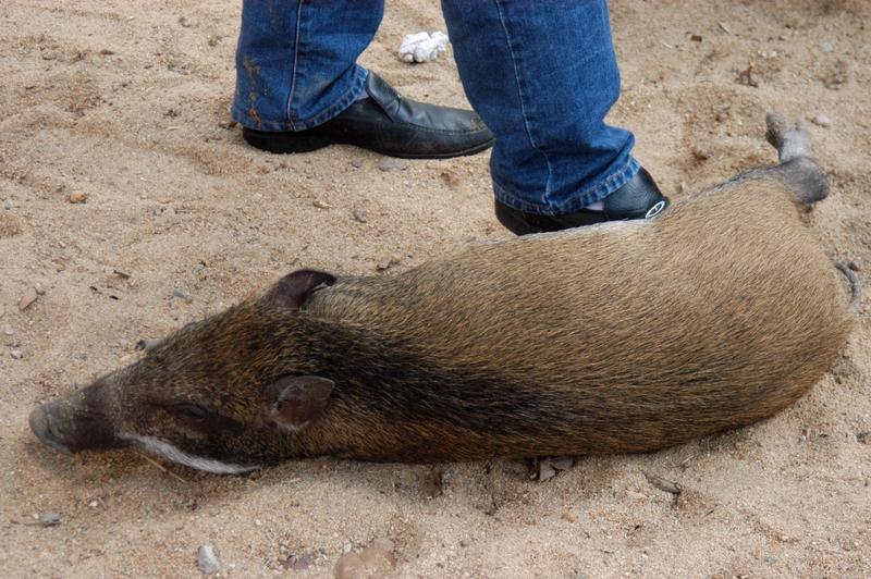 现在的人遇到事儿都太淡定了！安徽蚌埠一村民浇地时，一头野猪百米冲刺就冲过来了。一