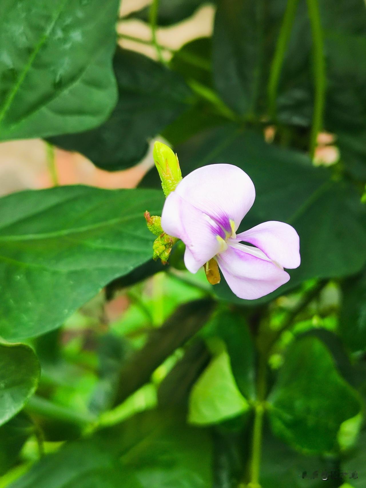 小菜园晚茬豇豆花盛开，果实累累，填补了早茬豇豆空缺，已开花结果实，可以结到秋天了