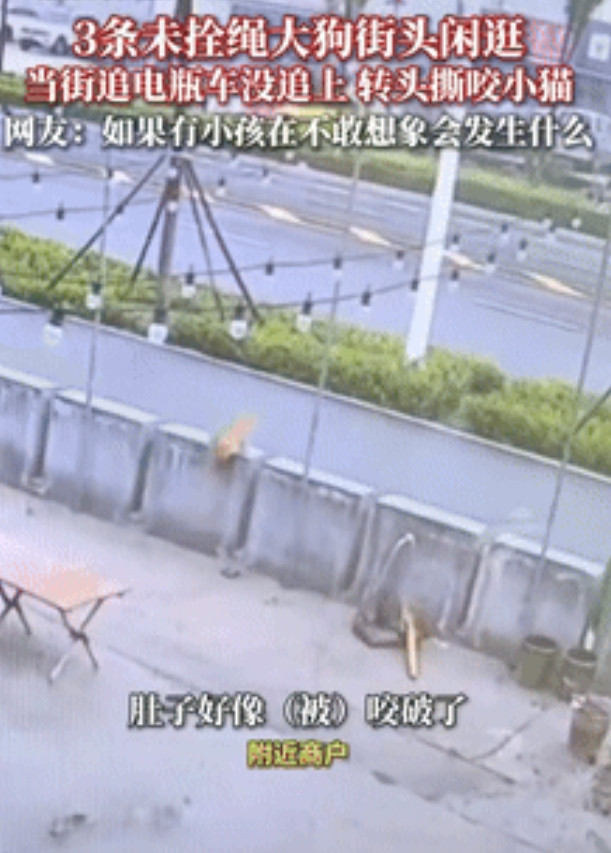 “必须严惩！”山东淄博，一男子带着三只不栓绳的大狗在街上悠闲得散步，不料两只大狗