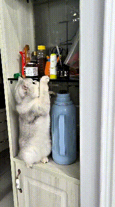 家人们快看啊！俺家这猫真是三天不打上房揭瓦，三天没收拾就敢上天了！平时看着安安