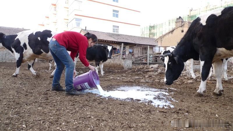 印男子“放生”牛奶儿童接奶被避开1月21日，印度记者阿比曼纽发布的一段视频太