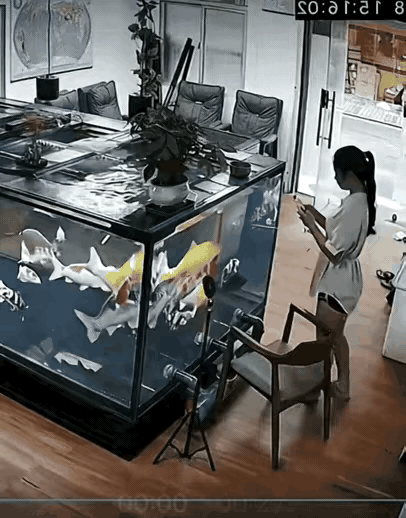 万幸[捂脸哭]鱼缸里面不是食人鱼，否则性命不保呦热带食人鱼食人巨鳄鱼缸里的红鱼