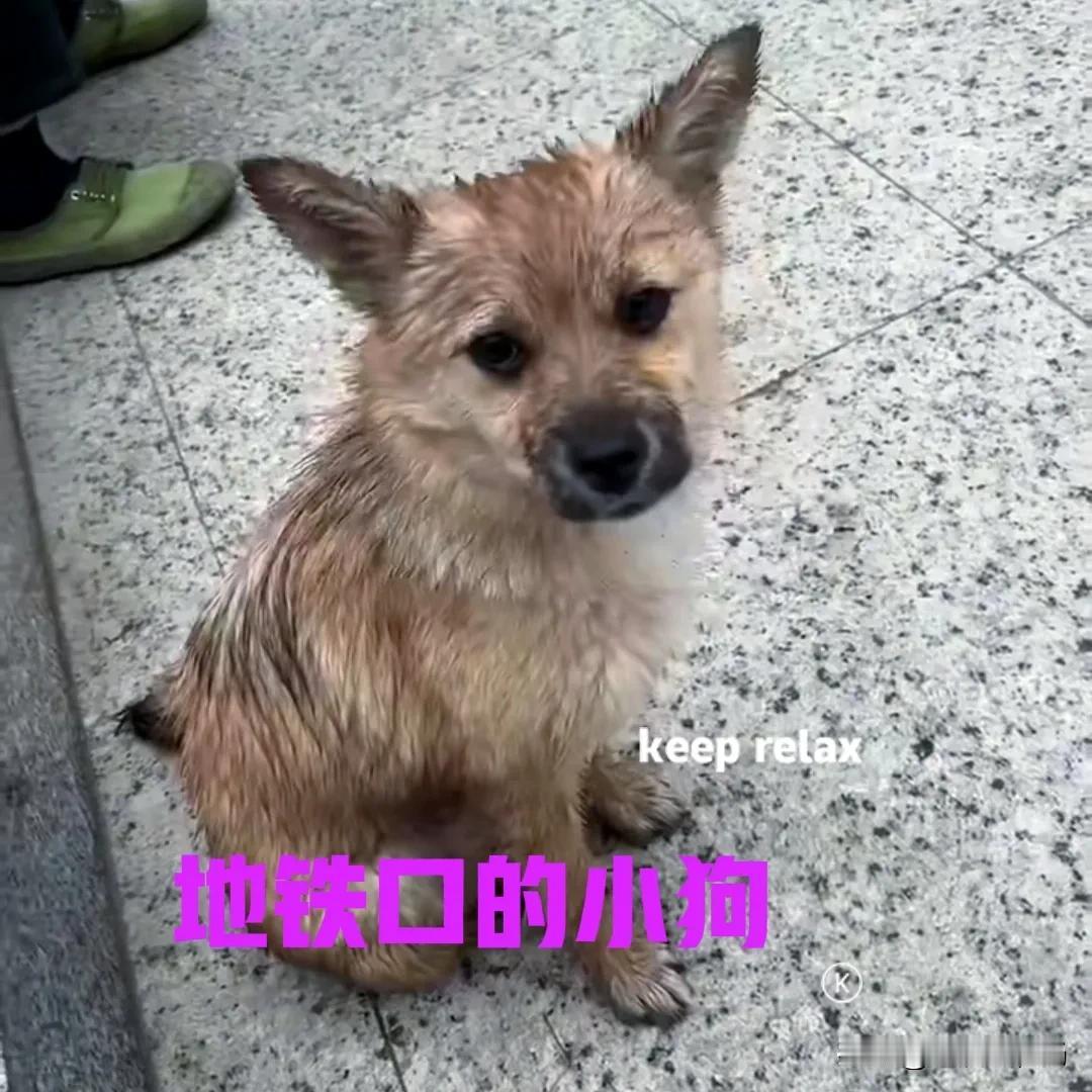 女子下班回家，刚出地铁口，就看到一只小狗坐在地上。外面下着大雨，小狗全身毛发都打