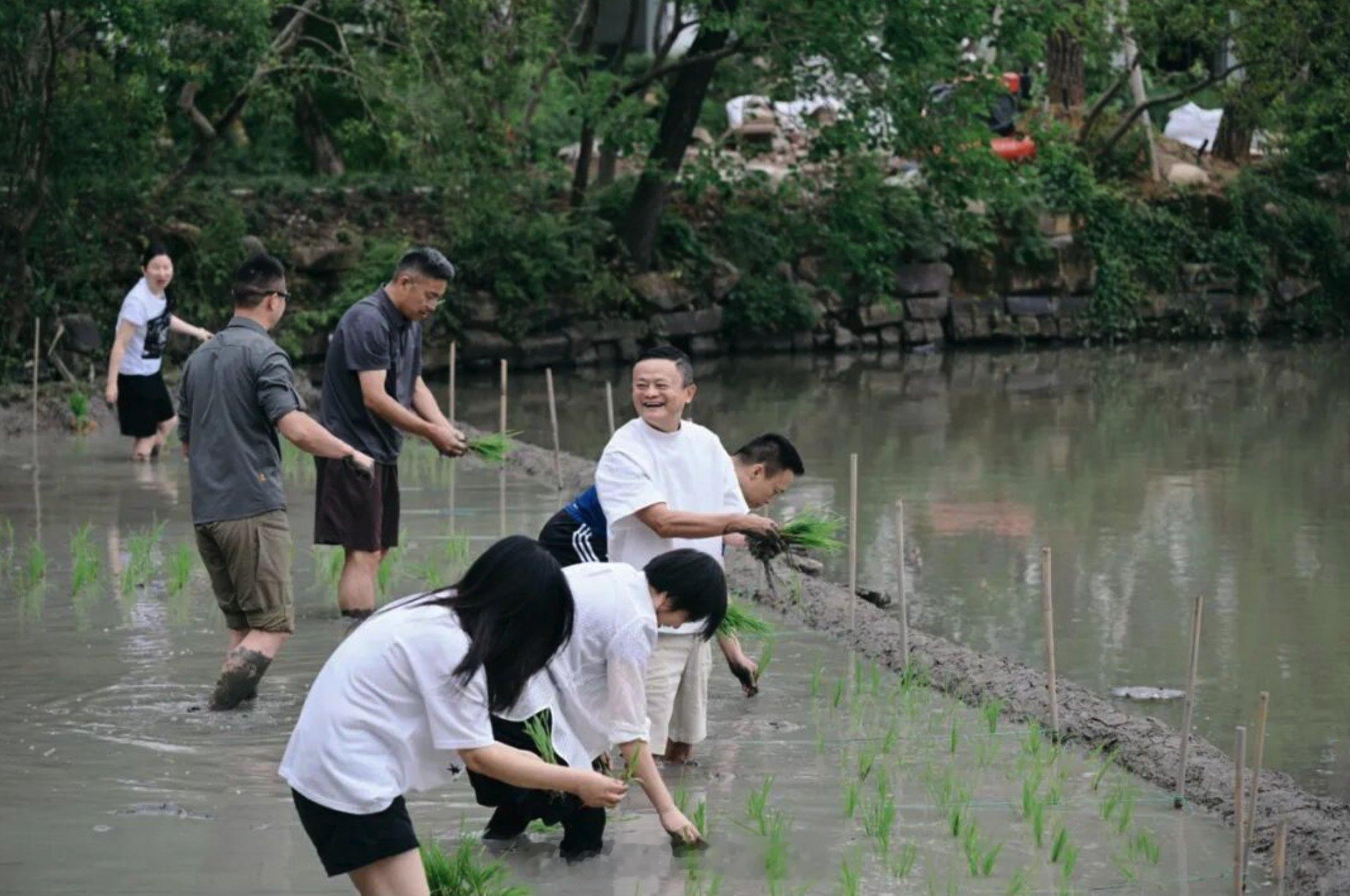 近日，阿里管理层在杭州下田插秧搞团建。马云、吴泳铭、邵晓锋、蒋凡、吴泽明、蒋芳等
