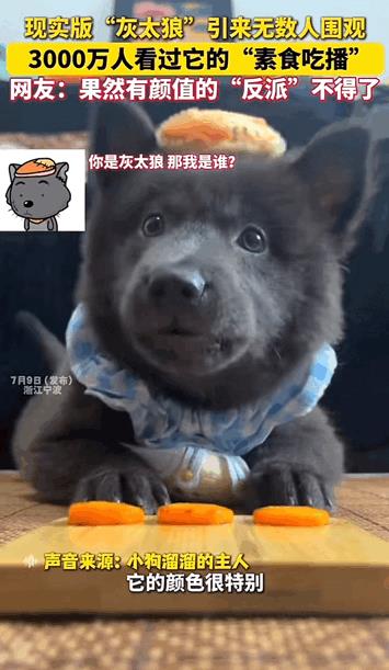 治愈系狗狗！浙江，女子养了一只狗狗神似灰太狼，引来无数人围观，它的颜色很特别，也