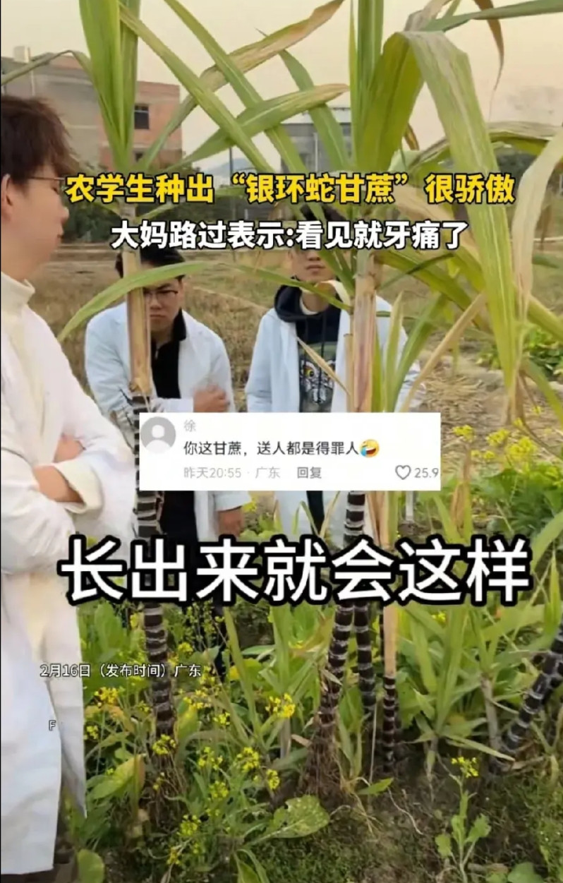 农学院的大学生种出了银环蛇甘蔗，特别骄傲，没料到路过的大妈直说节子太密，看着都牙