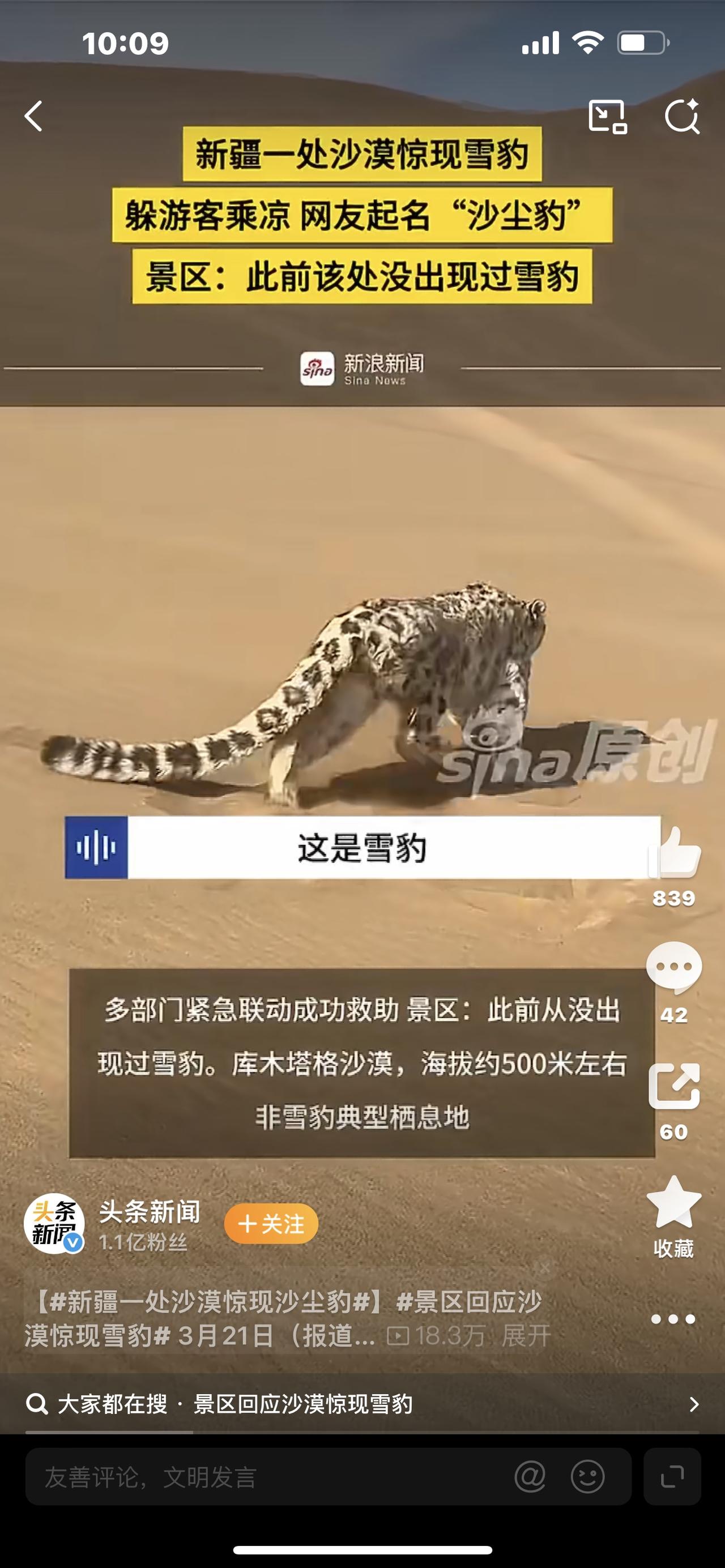 全网破防！新疆沙漠惊现沙尘豹，雪山之王狼狈躲车下！活久见！本该在雪山之巅的雪