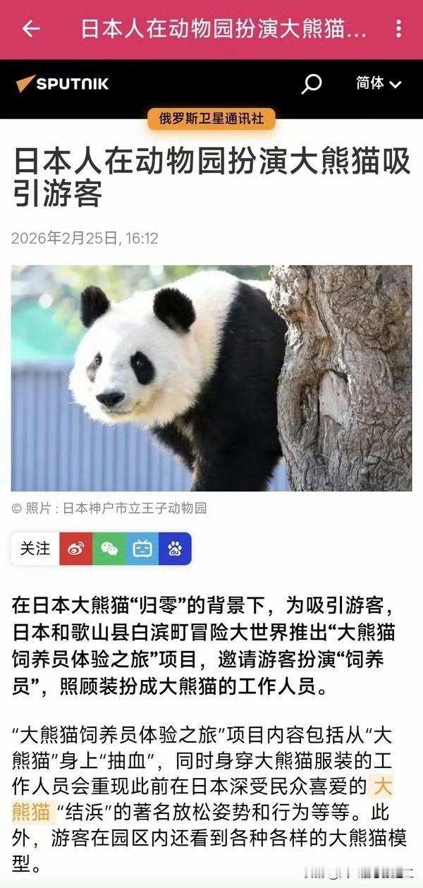 在日本大熊猫清零的背景下，日本动物园推出扮演饲养员，照顾身穿大熊猫服饰的工作人员
