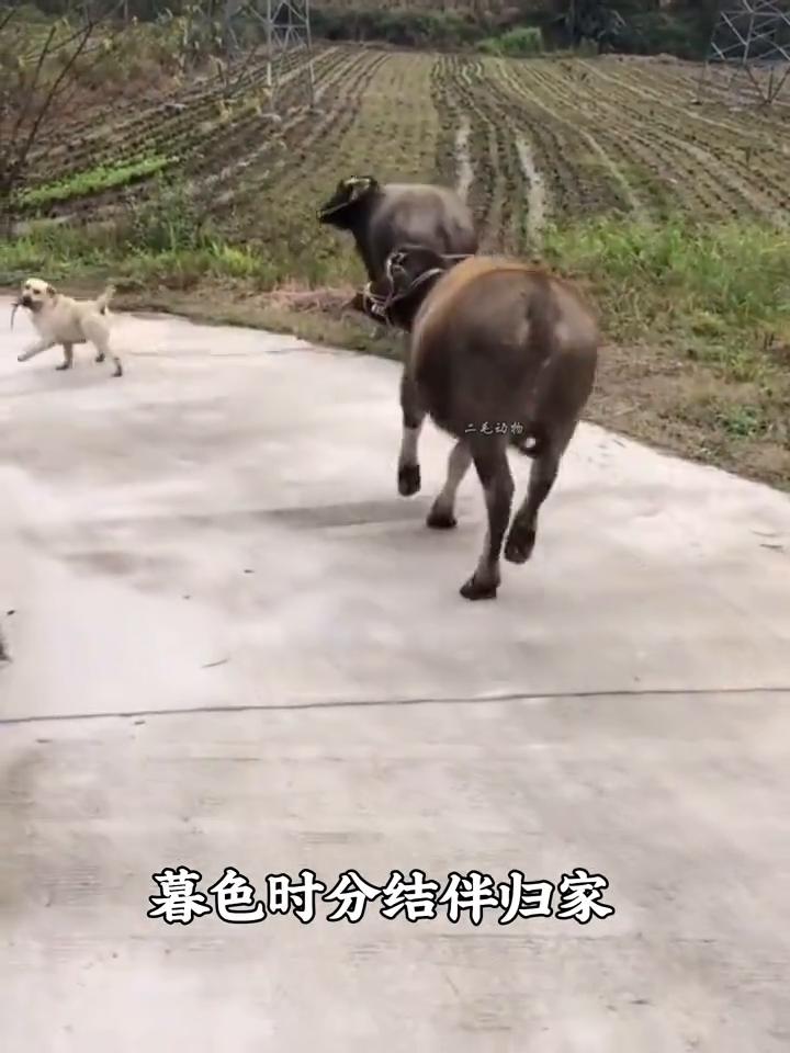 还记得这只每天主动放牛的狗狗吗？它叫大炮，常年生活在宁静乡下，和一头老牛结下了旁