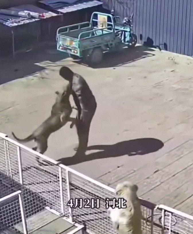 养不熟就炖熟！4月2日，河北，一男子养了10年的狗，这天只因男子给了狗的腿上一脚