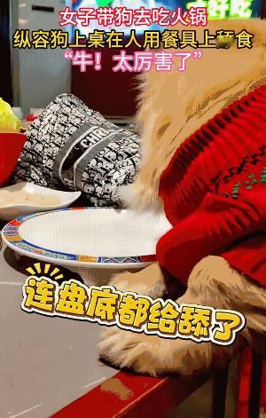 女子带狗去吃火锅，炫耀狗舔盘子太厉害，我也养狗，但我绝对不能接受。怪狗吗？它的