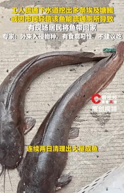 广东连州管道清淤挖出活鱼，居民当场拎走！网友吵翻了谁也没想到，城市地下的排污管