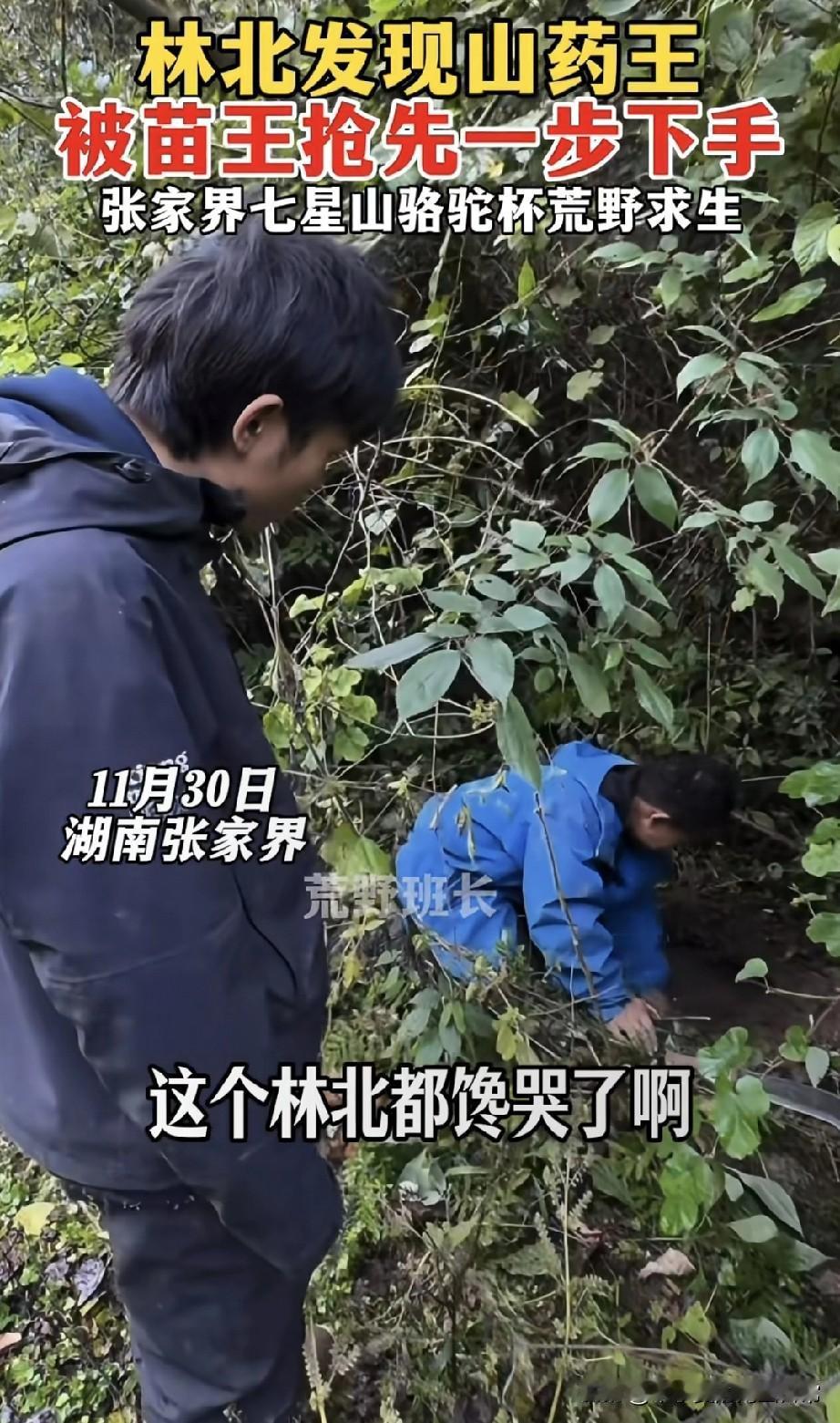 张家界荒野求生这波操作，我笑到锤树！林北眼疾手快瞅见“山药王”，刚想搓手开