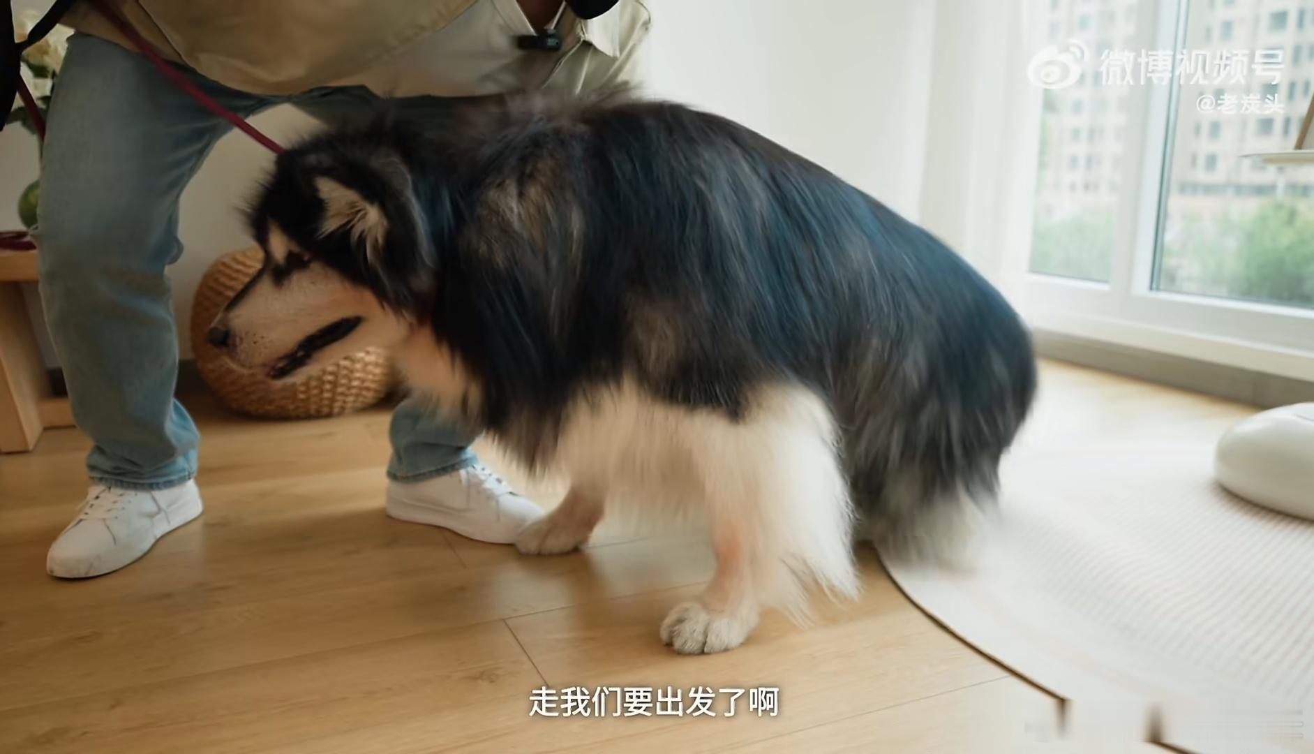 我最想停止的倒计时锐锐作为一名养宠人，看到这个话题真的特别有共鸣。从我把小家伙带