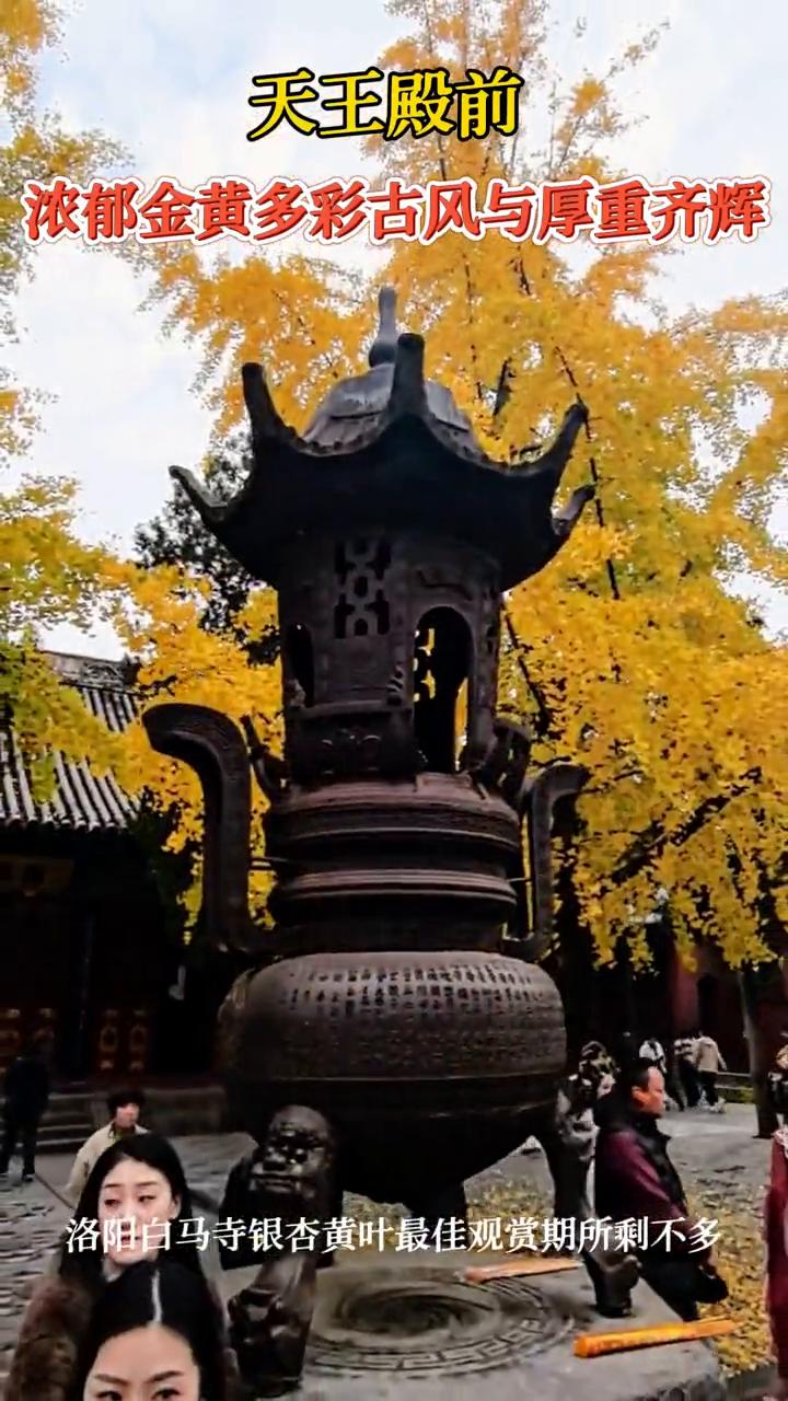 天王殿前浓郁金黄，多彩古风与厚重齐辉。洛阳白马寺银杏黄叶最佳观赏期所剩不多。