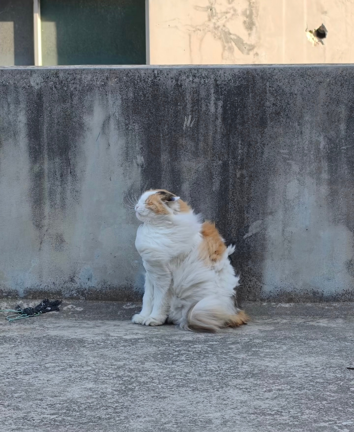 风中凌乱的小猫​​​