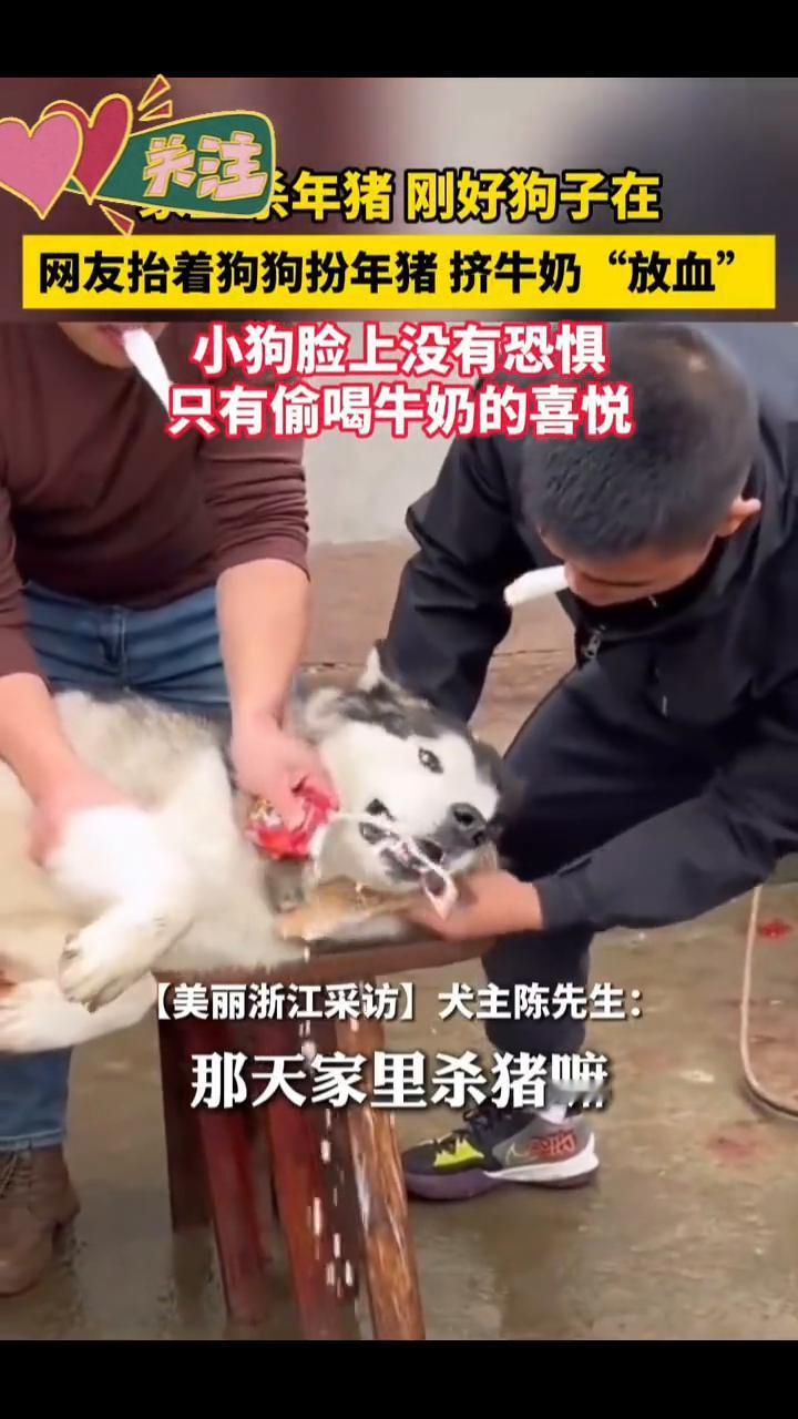 年猪刚好狗子在，网友抬着狗狗扮年猪挤牛奶