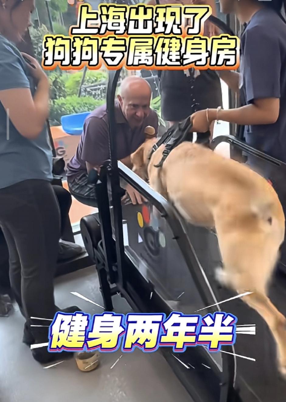 以后不要推荐这些给我，我除了想吃狗肉之外对他们和人一样有好感情不感冒。狗狗幼