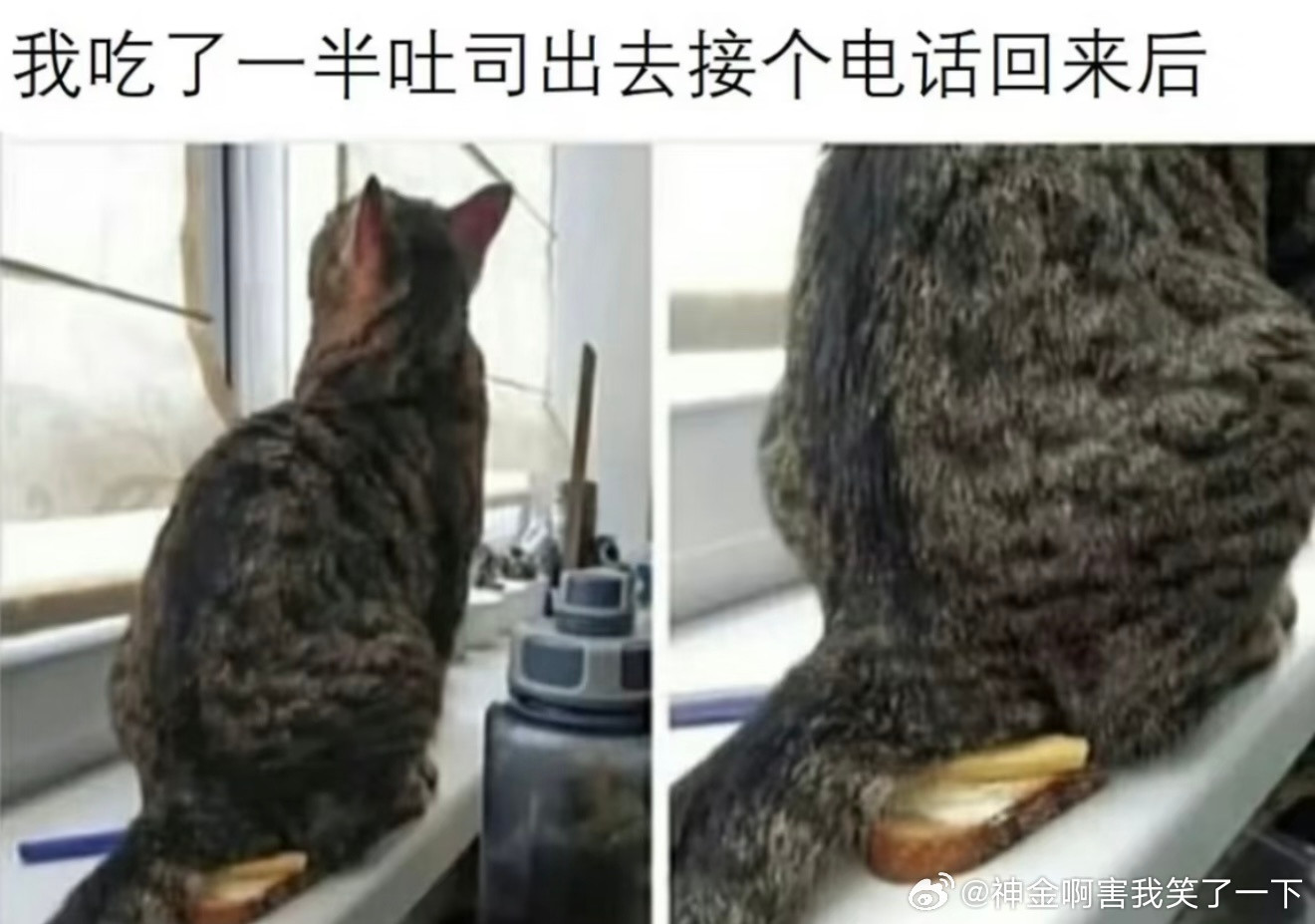 6817猫你礼貌吗​​​