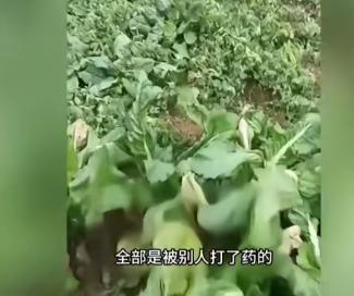 “严查到底！”近日，四川一女子到自家菜地摘菜时，突然闻到一股强烈的农药味，意识到
