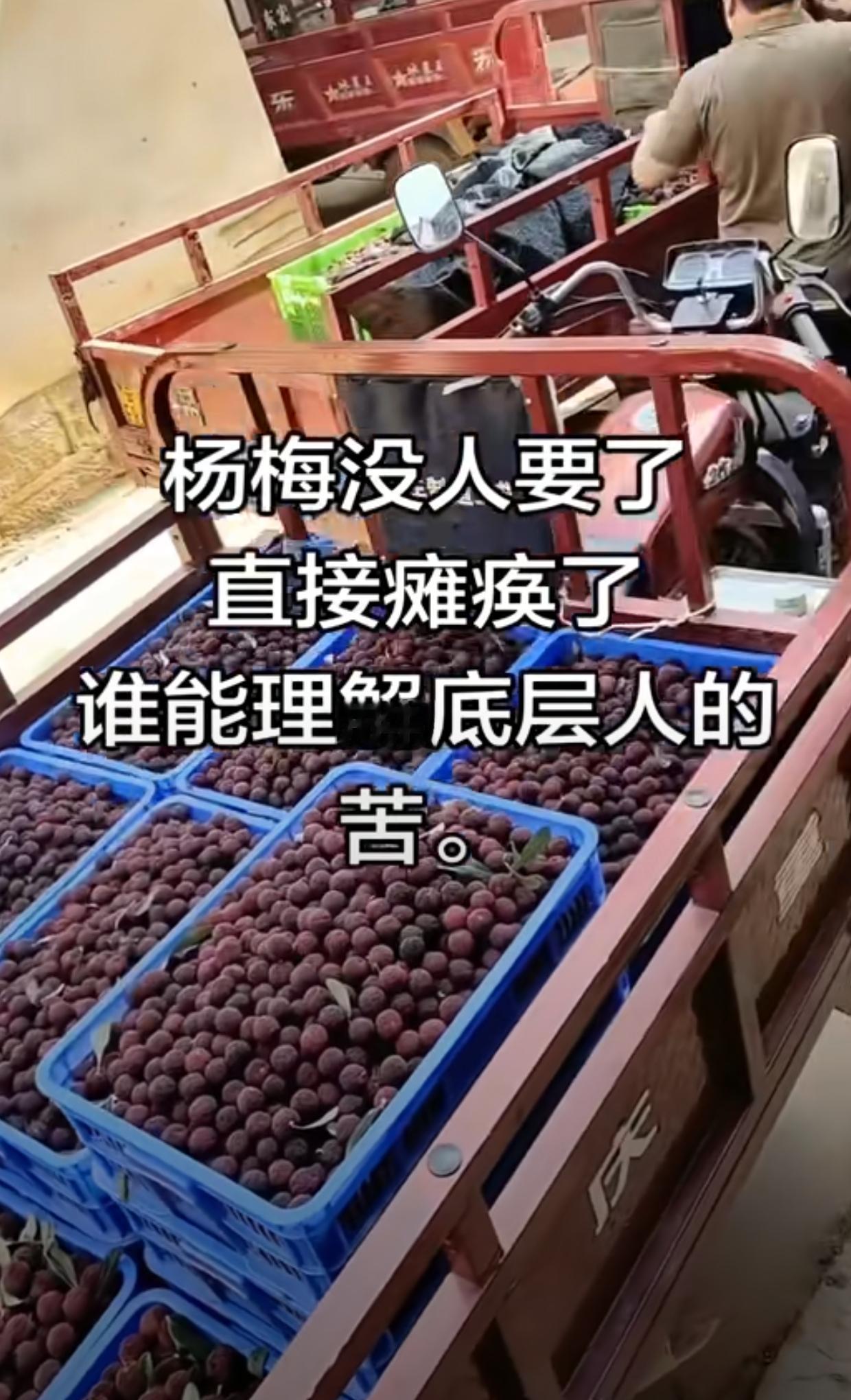 好好的杨梅产业，硬是被自己玩崩了！今年杨梅刚上市，本是果农盼了一整年的丰收