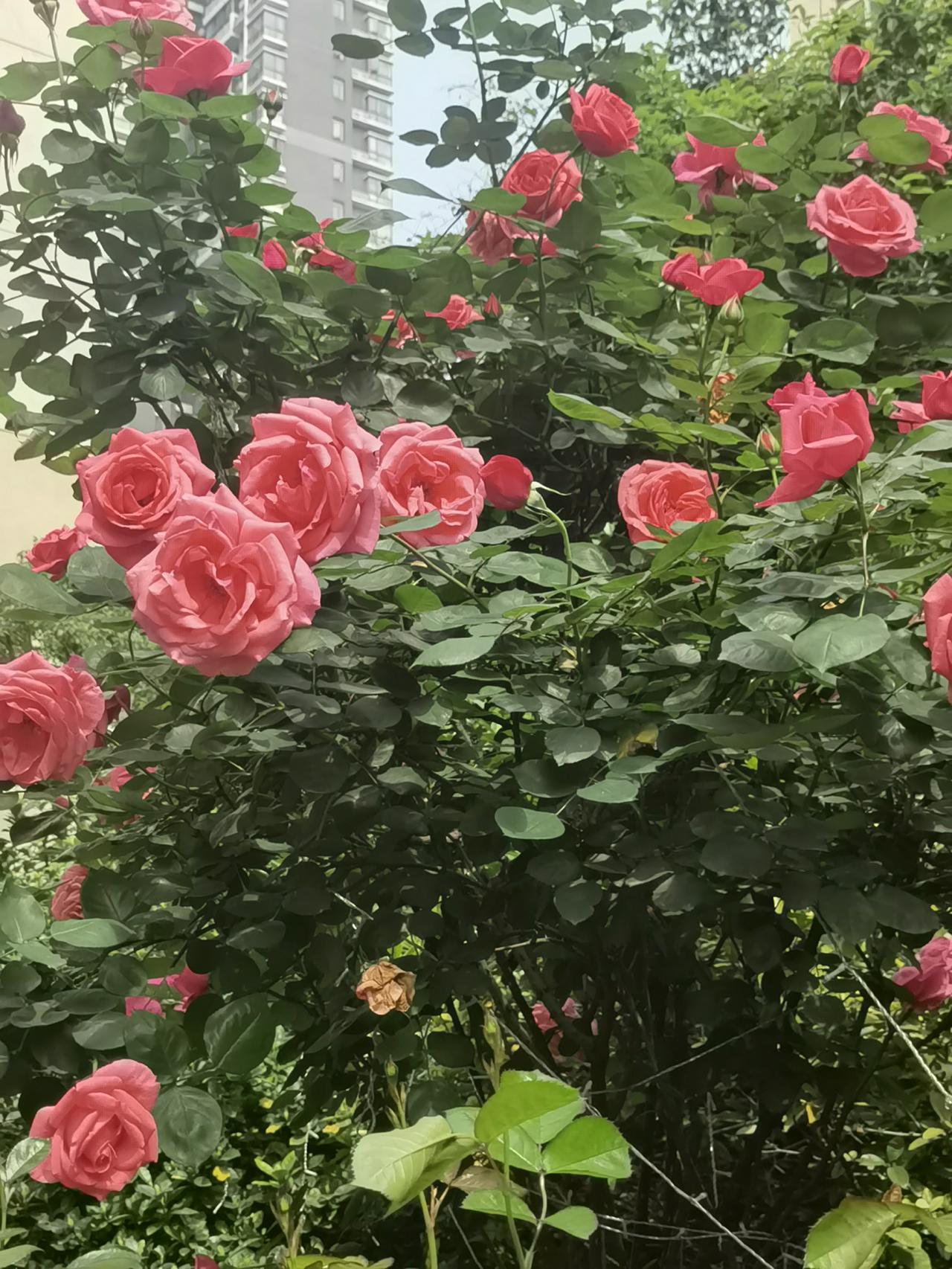 今年春天最想实现的心愿今年的春天每天非常充实，每天坚持运动打卡，赏花，旅游景点打