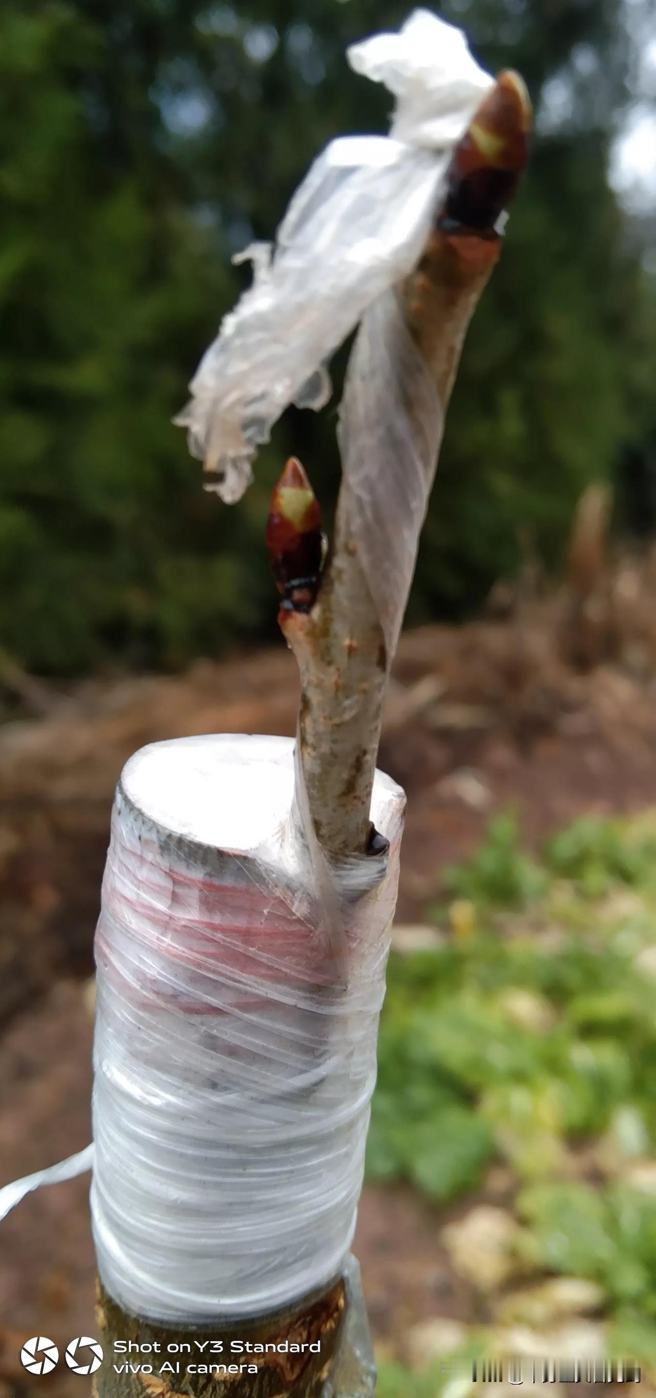 半个月前嫁接的，车厘子，开始发芽了。下雨山上的空气清新，但是感觉有点冷了。