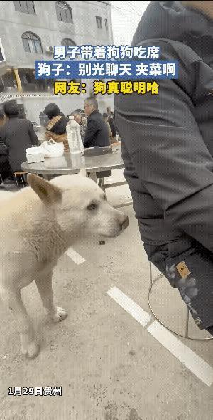 “别光聊天，给夹块肉啊！”这狗可真是个急性子，蹲在桌边瞅着一桌子人聊得热乎，自己