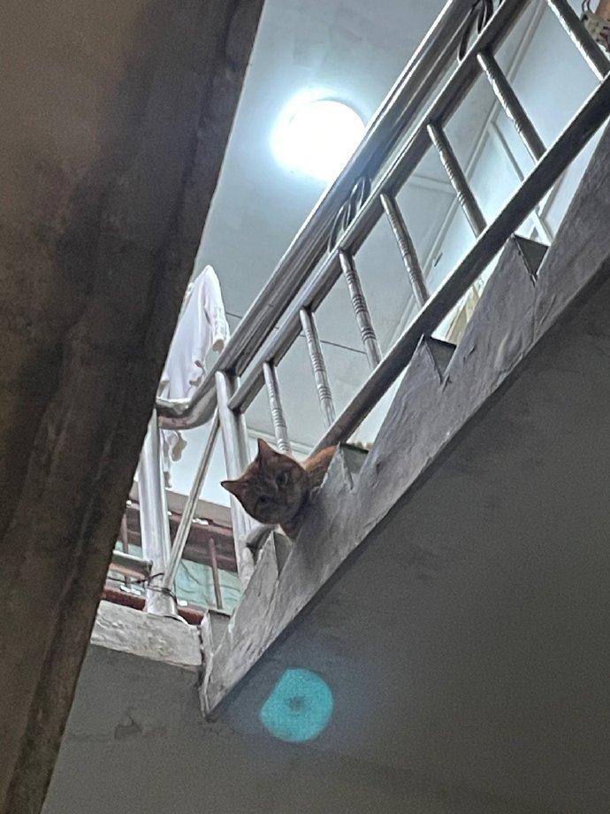 “跟学校的流浪猫混熟以后，每天听到我的脚步声就探出猫猫头”​​​
