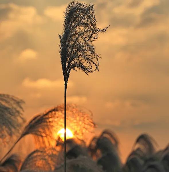 晒出你的本地生活据不完全统计，粤西四市光棍情况如下：茂名：57.07万（全