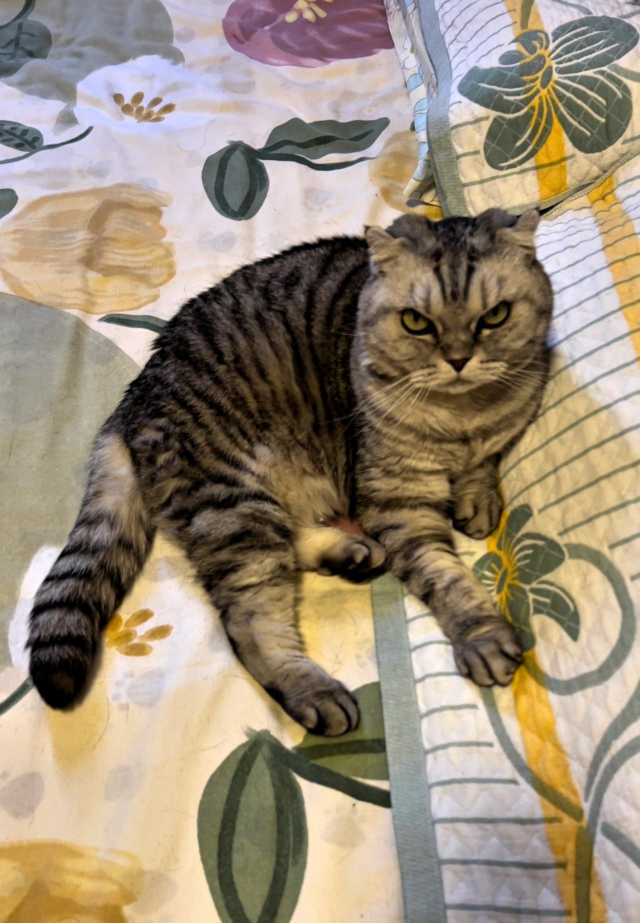 相册里最近一张小猫的照片慵懒猫咪的午后时光🐱🌸