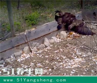 男子发现后院鸡窝内一地鸟毛, 细看后竟捉到这种好东西