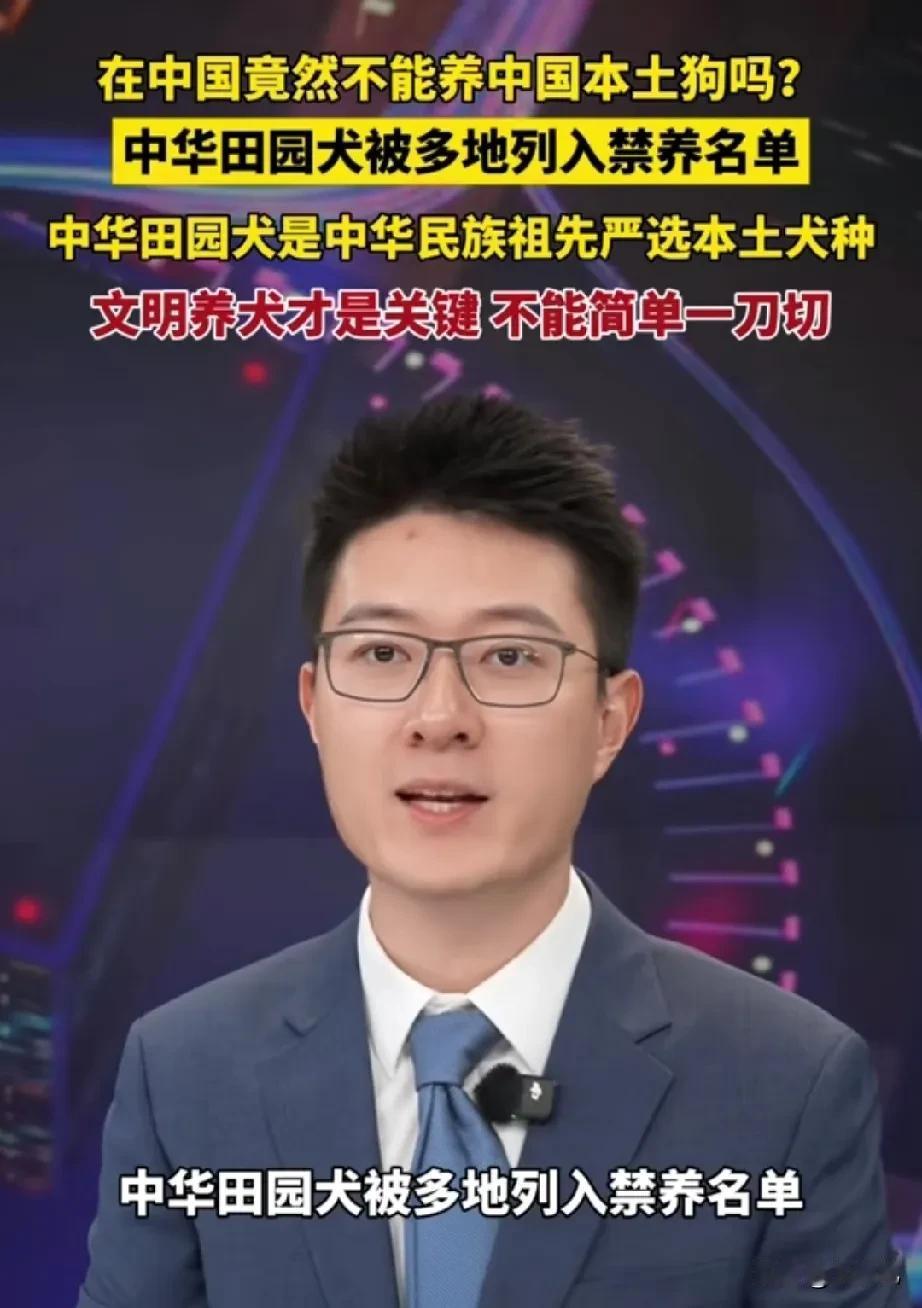 实在是想不通啊！在中国竟然不能养本土的狗。为什么中华田园犬被多地禁养。中