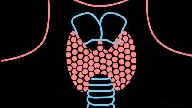 甲状腺疾病的5个早期征兆【身体这5个表现建议查查甲状腺】据央视科教，甲状腺形态异