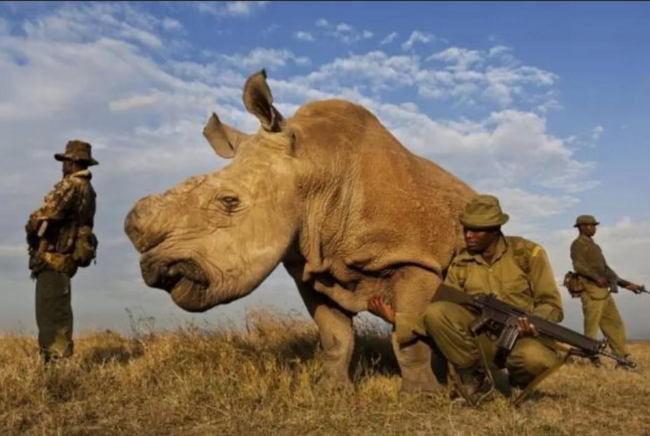 地球上只剩两头，还都是母的，如果人工授精还不成功，人类可能再也看不到这个物种了