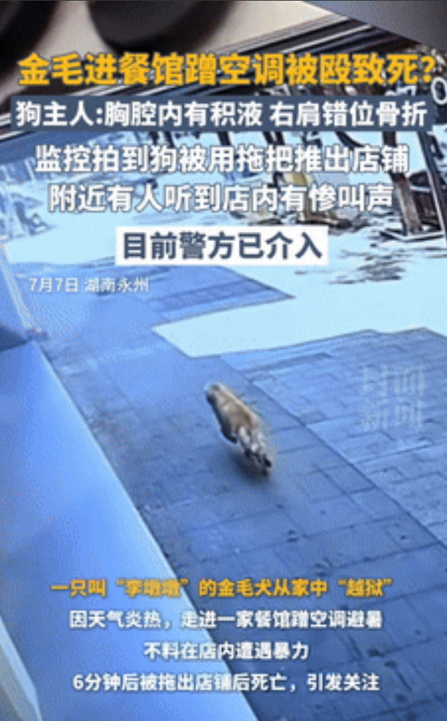 “争议太大了！”湖南，金毛从家中“越狱”，想在餐厅蹭空调却被打致死！事后爱宠人士