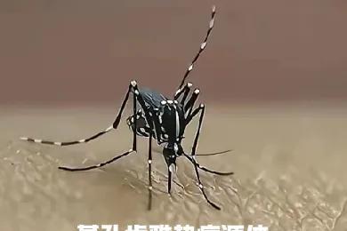 基孔肯雅热病这几天在中国南方大行其道，目前我国也没有好的治疗方法，这个事情看了有
