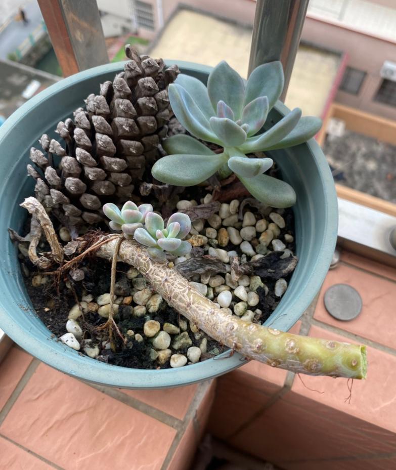 看到有两个小芽长出来了，不知怎么就想到把头剪下来扦插到别地，可能是受盆里那一朵有