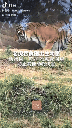 “差点解释不清了！”9月25日，云南曲靖，女子去动物园看老虎，不料却看到母老虎竟