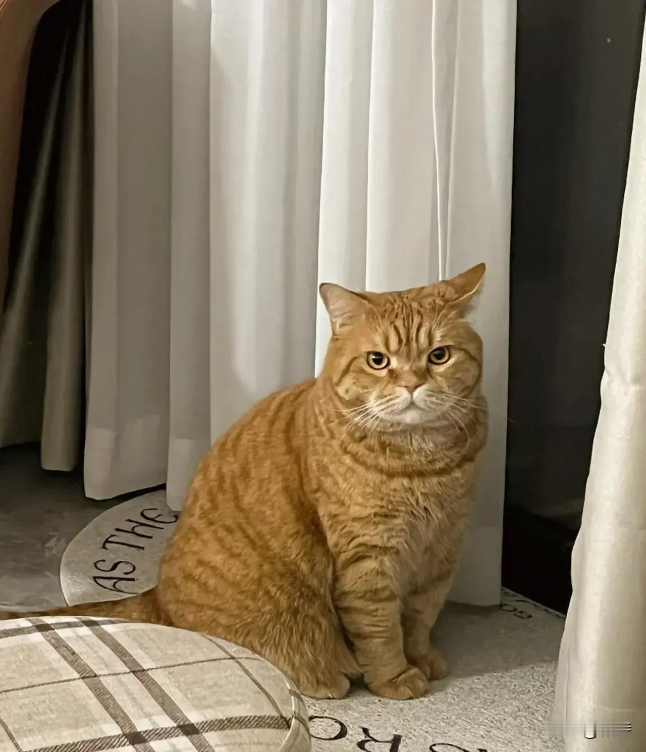 上个月，我家那只橘猫溜出门一次，结果就怀上了。等我们注意到不对劲的时候，它的肚子