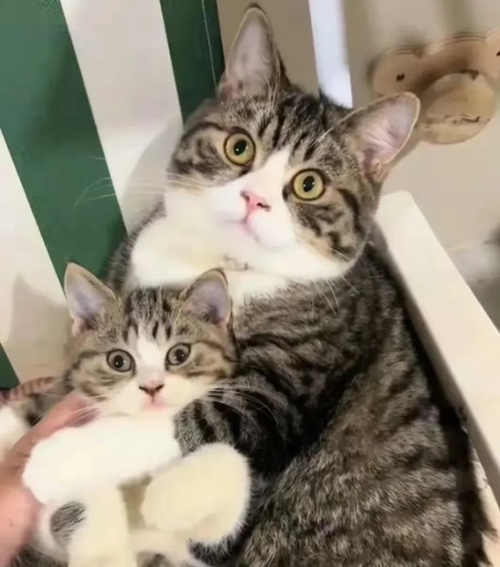 猫咪的“育儿课”：从捕猎到社交，猫咪都教了些什么？
