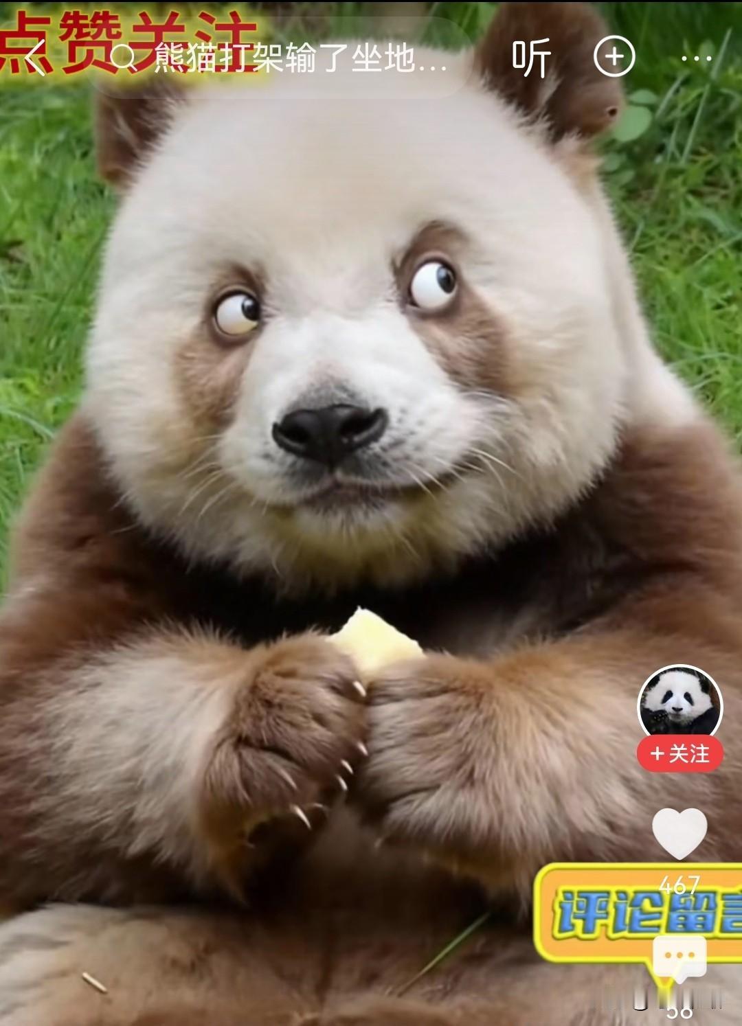 瞧瞧，七仔这眼神真是绝了，怎么看着有种“贼眉鼠眼”的感觉！大家说有没有？要知道，