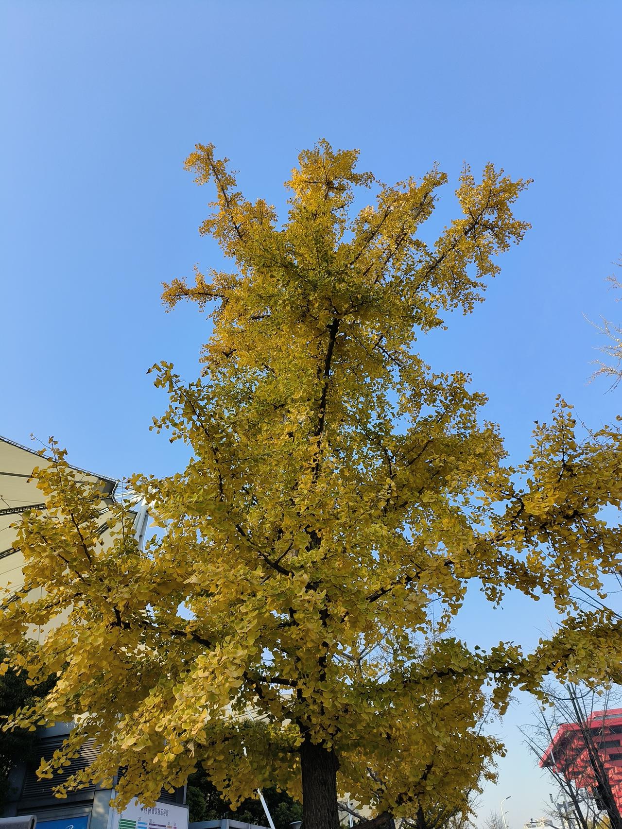 周末公园徒步随手拍实景图分享！冬日美景随手拍分享！