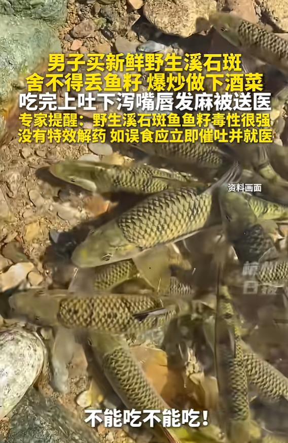 “悲剧还是发生了！”5月24日报道，浙江，一男子买了野生溪石斑，因为舍不得丢掉鱼