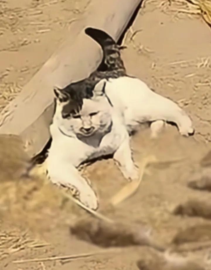 猫把死老鼠摆成方阵晒太阳，它到底想告诉主人什么？一整排老鼠整整齐齐趴在院子里