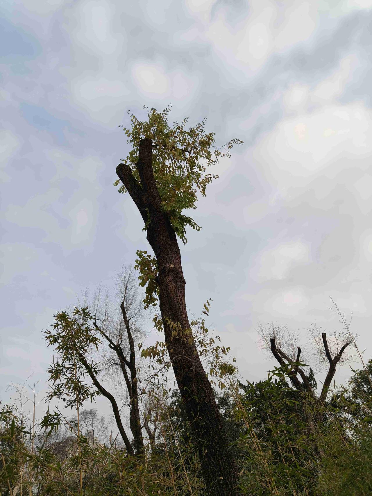 我的今日状态：🏝️旅行度假我这里的天气：🍂微风