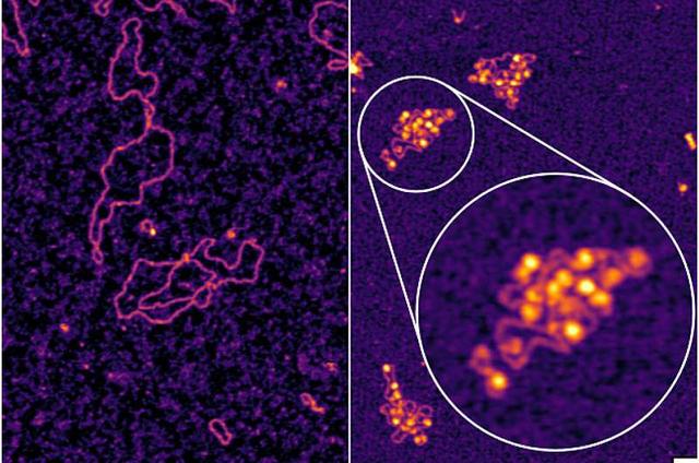 太振奋, 科学家发现一种“新药”, 或将彻底战胜乙肝病毒