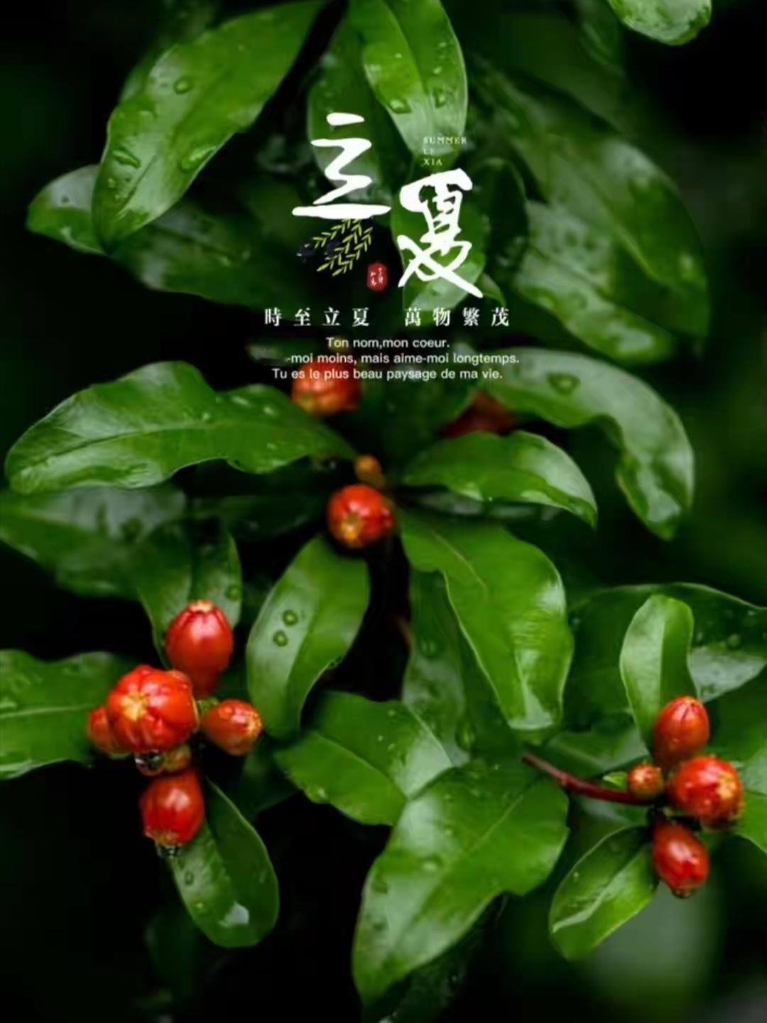 2024年5月5日立夏已至，正所谓“桃花散尽春已暮，不觉芳菲已入夏”。这是夏季第